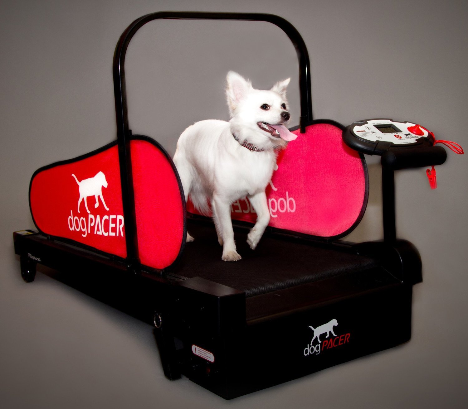Moving with a Dog | Dog With Treadmill